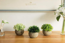 Load image into Gallery viewer, The Bloom Times 2 Pcs Fake Plants for Bathroom/Home Office Decor, Small Artificial Faux Greenery for House Decorations (Potted Plants)